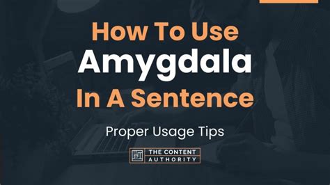 amygdala in a sentence